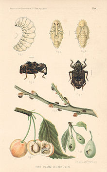 Life cycle of the plum curculio and damage it causes to fruit Plum Curculio.jpg