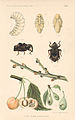 Plum Curculio.jpg