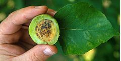 Plum pox infection in an apricot. There are rings on the leaves and the fruit and seed are discoloured. Plum pox in apricot.jpg