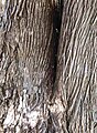 Podocarpus elatus bark