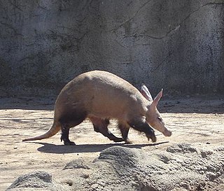 Aardvark species of mammal