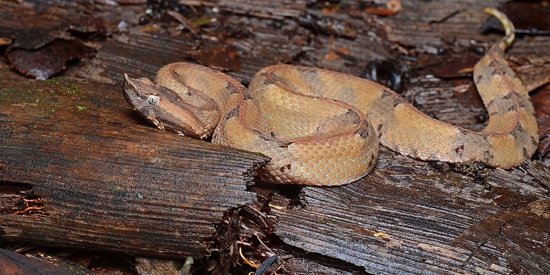 File:Porthidium nasutum (La Selva Biological Station).jpg