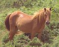 Thumbnail for Chestnut (horse color)