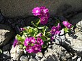 Primula ×pubescens 'Carmen'