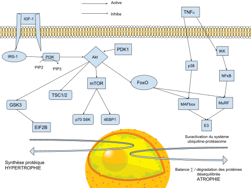 File:Principales voies de signalisation impliquées dans l'hypertrophie ou l'atrophie musculaire.svg