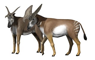 <i>Prolibytherium</i> Genus of extinct artiodactyl mammals from the early Miocene