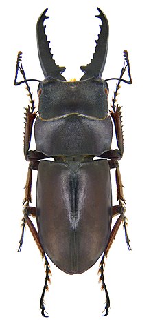 Prosopocoilus buddha kuijteni (Bomans, 1978) самец (3951090262) .jpg