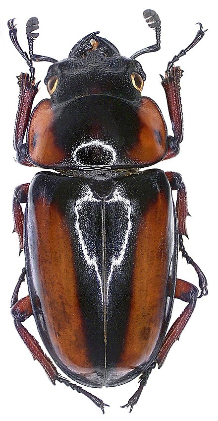Female Prosopocoilus savagei Prosopocoilus savagei (Hope, 1842) female (3852663829).jpg
