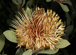 Protea Glabra