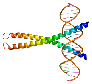 cAMP responsive element modulator Protein-coding gene in the species Homo sapiens