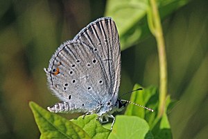 Provencal short-tailed blue (Cupido alcetas) Macedonia.jpg