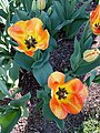 Průhonice - Dendrologická zahrada, tulipán "American Dream"