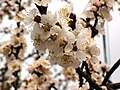 Prunus armeniaca-bloesems