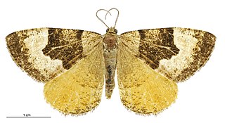 <i>Pseudocoremia campbelli</i> Species of moth endemic to New Zealand
