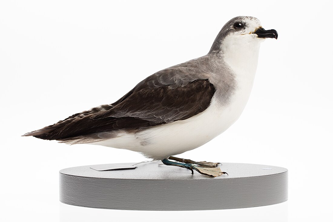 Petrel klifowy