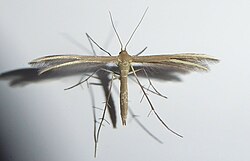 Pterophorus innotatalis 211079834.jpg