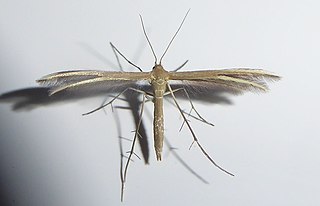 <i>Pterophorus innotatalis</i> Species of plume moth, endemic to New Zealand