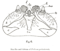 Ptilinus pectinicornis nach Munro