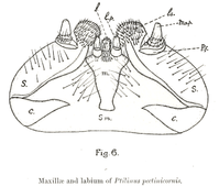 Ptilinus pectinicornis larva Kopfunterseite.png