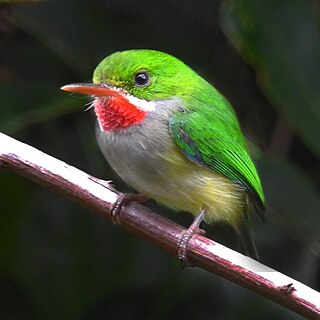 <span class="mw-page-title-main">Puerto Rican tody</span> Species of bird