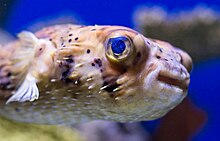 Pufferfish at the Audubon Aquarium of the Americas.jpg