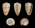 * Nomination Shell of a Sand-dusted Cone, Conus arenatus forma aequipunctata --Llez 14:01, 20 September 2012 (UTC) * Promotion Good quality. --Iifar 16:38, 20 September 2012 (UTC)