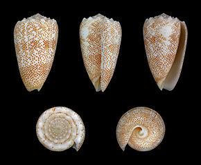 Descrierea imaginii Puncticulis arenatus aequipunctata 01.JPG.