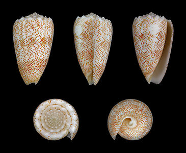 Conus (Puncticulis) arenatus f. aequipunctata
