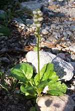 Miniatura para Pyrola minor