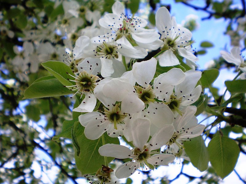 File:Pyrus communis001.JPG