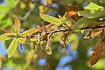 Thumbnail for Quercus × dysophylla