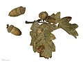Quercus pubescens - Museum specimen