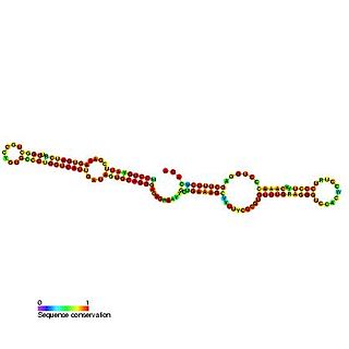 <span class="mw-page-title-main">Small nucleolar RNA SNORA71</span>