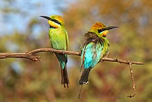 Rainbow Bee-eaters at Round Hill Nature Reserve NSW Australia.jpg