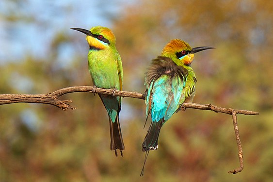 A pair of rainbow bee-eaters at Round Hill Nature Reserve NSW Australia Photograph: User:PotMart186