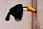 Ramphastos toco -Montecasino Bird Gardens, Montecasino, Fourways, Johannesburg, South Africa -flying-8a (1).jpg