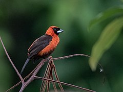 ♀ Ramphocelus nigrogularis