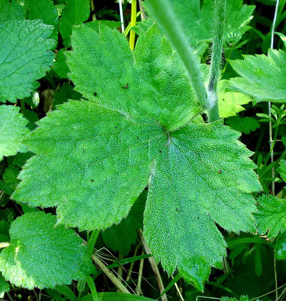 File:Ranunculus lanuginous3 W.jpg