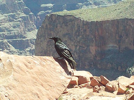 A raven sitting near the canyon edge