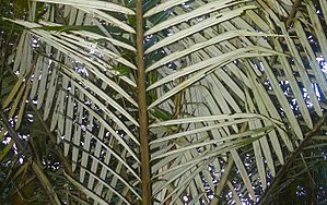 Underside of the leaflets of Ravenea albicans