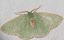 Rotliniger Smaragd (Heterorachis devocata) (31965395730) .jpg