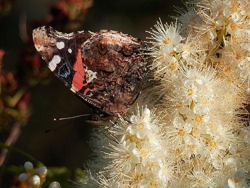 Red Admiral (Vanessa atalanta)