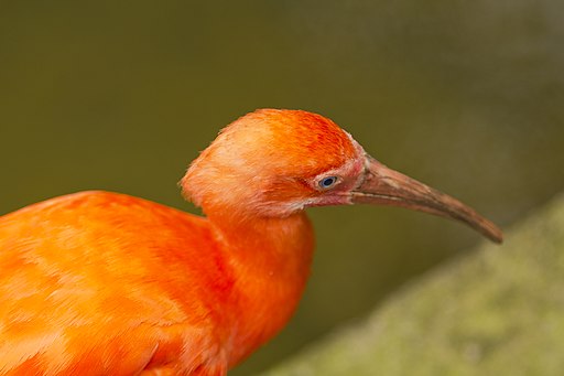 Red Ibis Museums in Medellin