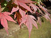 Sektion Palmata: Eine rotblättrige Sorte des Fächer-Ahorns (Acer palmatum)