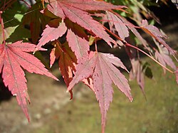 Rote Ahornblätter, Yahiko, Präfektur Niigata, Japan