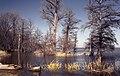 * Nomination Reelfoot Lake in northwestern Tennessee. --JeremyA 20:42, 25 October 2006 (UTC) * Decline Noisy and blurred, far below QI standards. Looks like a bad scan of a paper copy. - Alvesgaspar 22:48, 25 October 2006 (UTC)