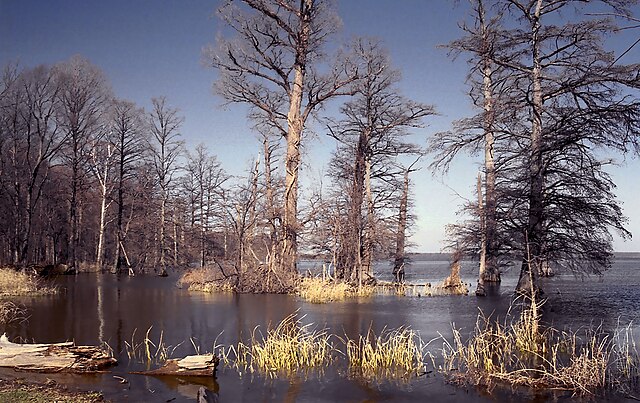 Image: Reelfoot Lake