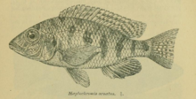Реган 1922 Haplochromis ornatus.png