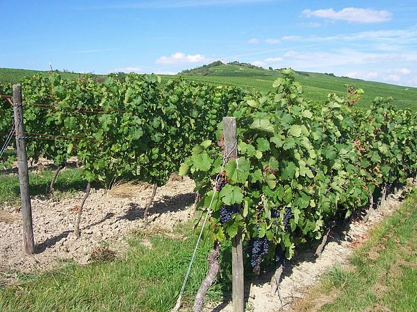 Vineyards near Stadecken-Elsheim