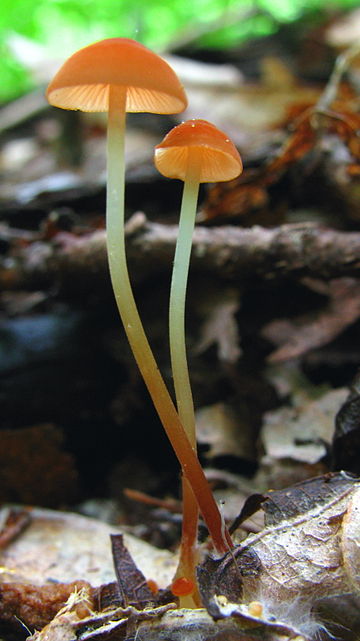 Rhizomarasmius pyrrhocephalus